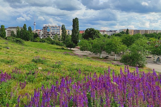 Parkwiese mit blühendem violettem Salbei, dahinter Wohnhäuser und der Berliner Fernsehturm