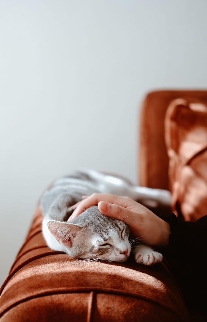 Hände streicheln eine schlafende graue Katze auf einem rostbraunen Sofa
